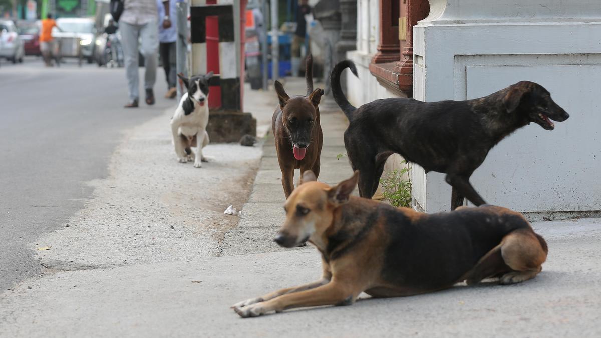 Rabies Crisis: 1 in 5 Dog-Bite Victims in India Unvaccinated, ICMR Study Reveals