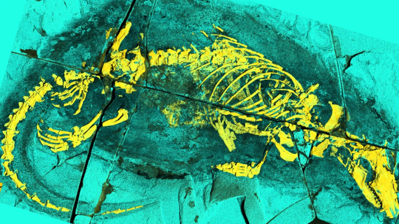 165-million-year-old Fossil Unveils Mammal Ancestor With Modern Feeding Traits in Major Strategic Push