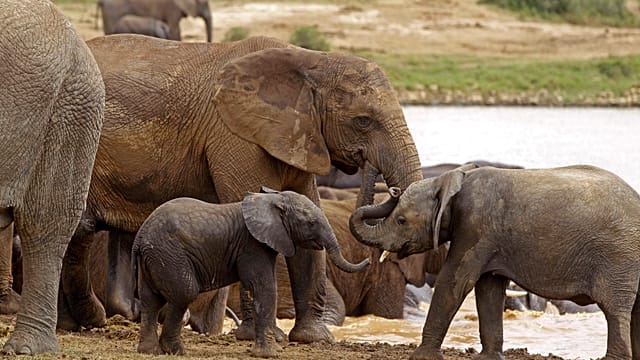 WWF Report Says Reason for Hope Despite Wildlife Population Decline