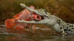 Enterprise Tech Shift: Man charged over AI image of crocodile in Singapore reservoir and the Scaling Frontier