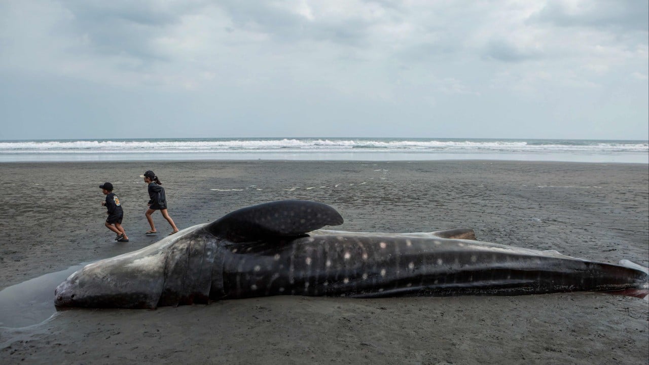 Developing Story: 5 dead in 3 weeks: are Indonesia’s whale strandings on the rise?