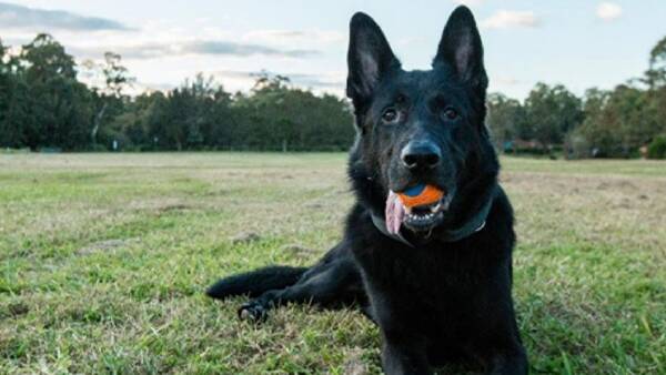 Narwee's Progress Park Begins Dog Trial: Dates, Rules and How to Have Your Say