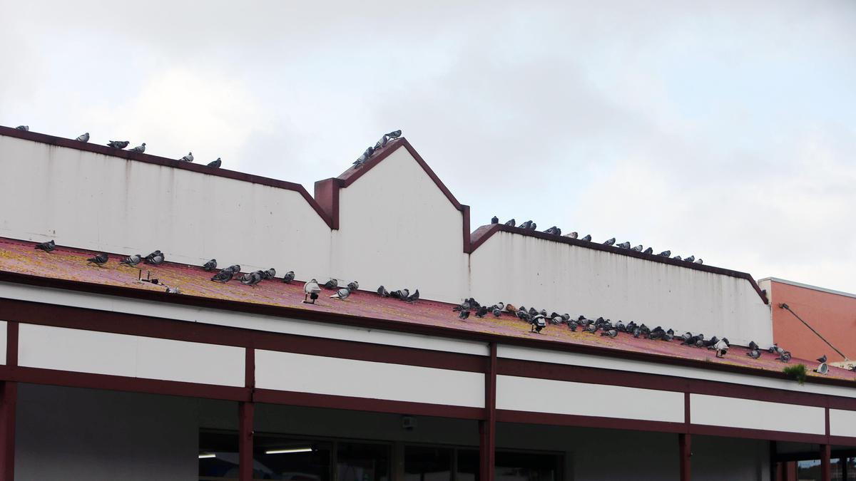 Businesses in the Albany CBD Urged to Implement Pigeon Deterrent Measures As Part of Co-ordinated Approach