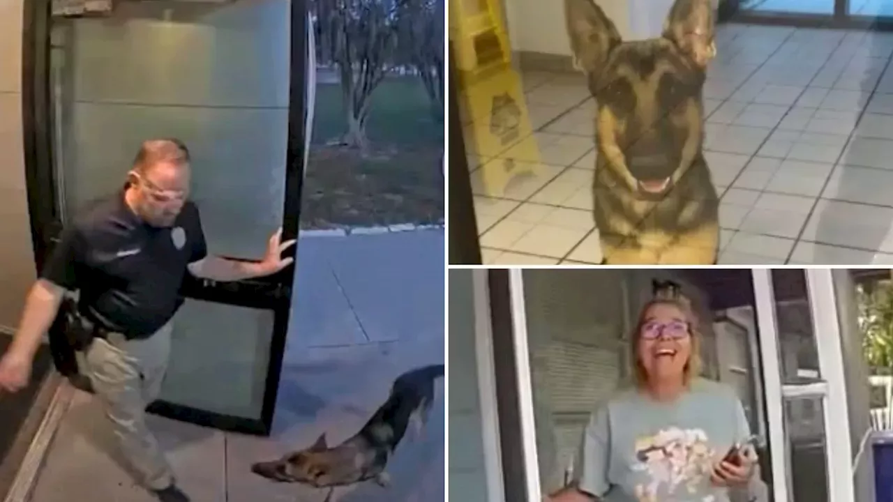 Lost Florida Dog Shows Up at Police Station — As Officer Helps Reunite ‘k-9 Applicant’ With Tearful Owner