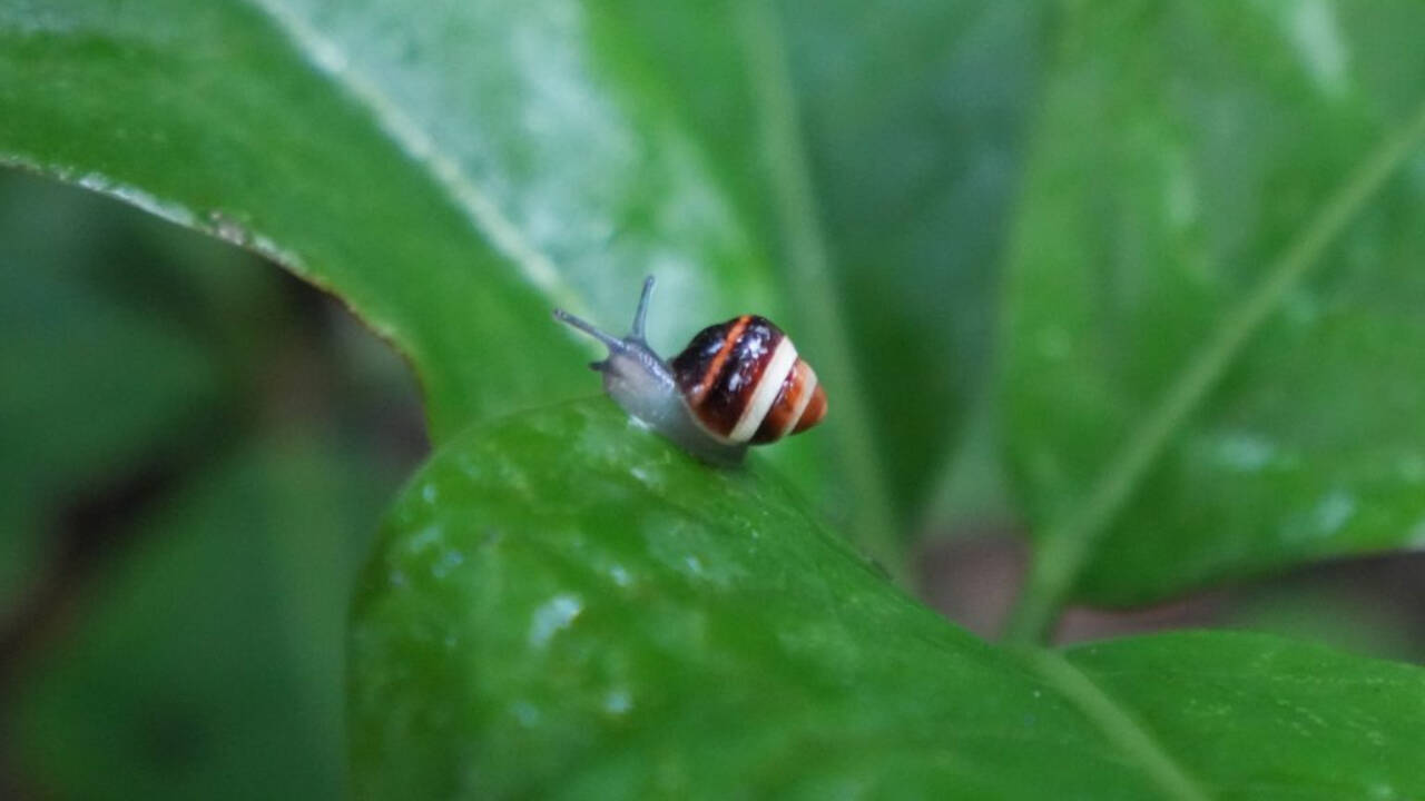 Enterprise Tech Shift: Hawaii's rosy wolfsnail mistake ends with native snails' return to the wild and the Scaling Frontier