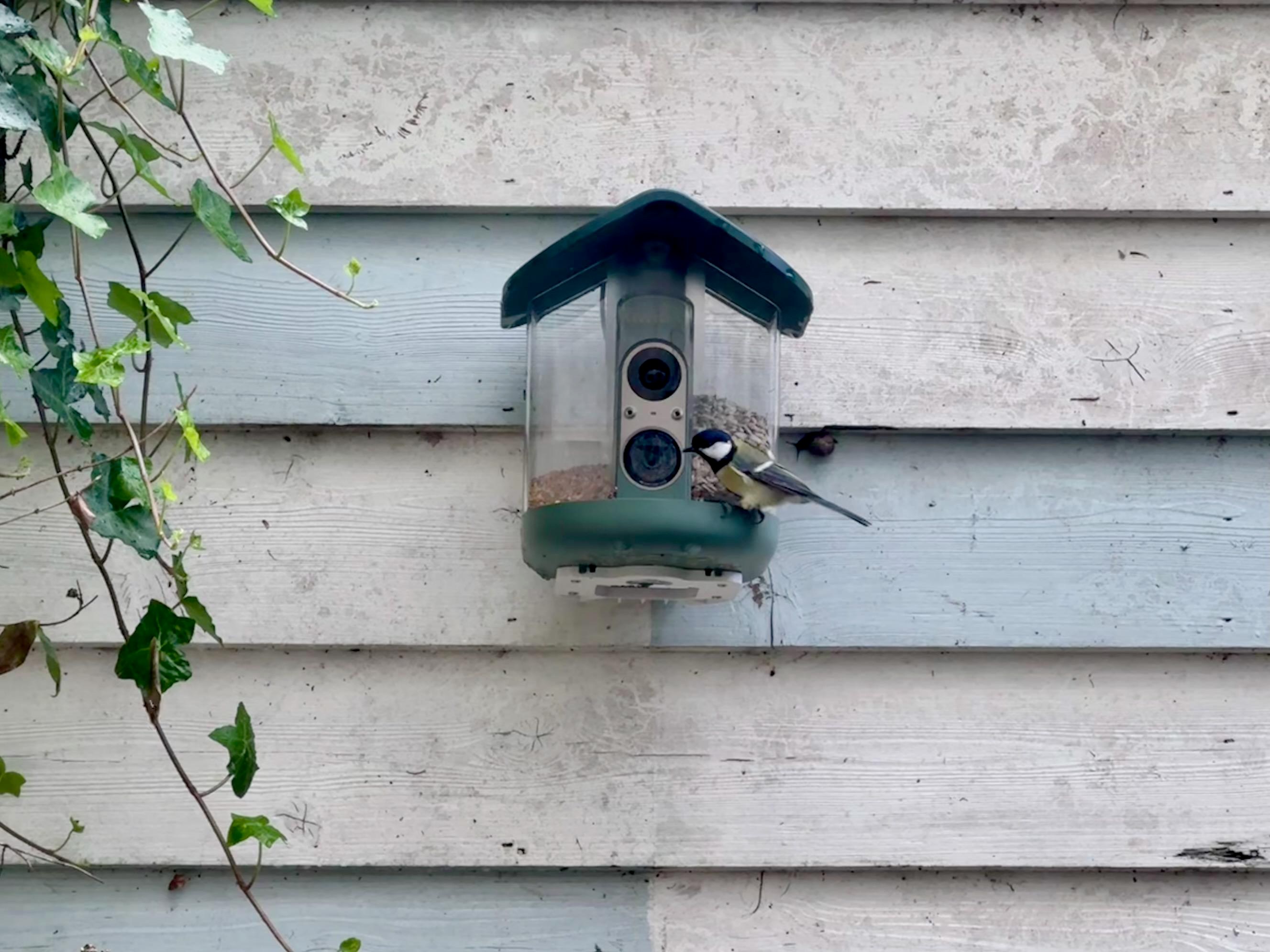 My Brief Romance With an AI Bird Feeder as Sector Advances Gain Pace