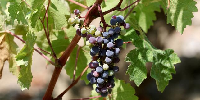 French Wine Grape Harvest Set to Hit Historic Low Following Fast-Moving Developments