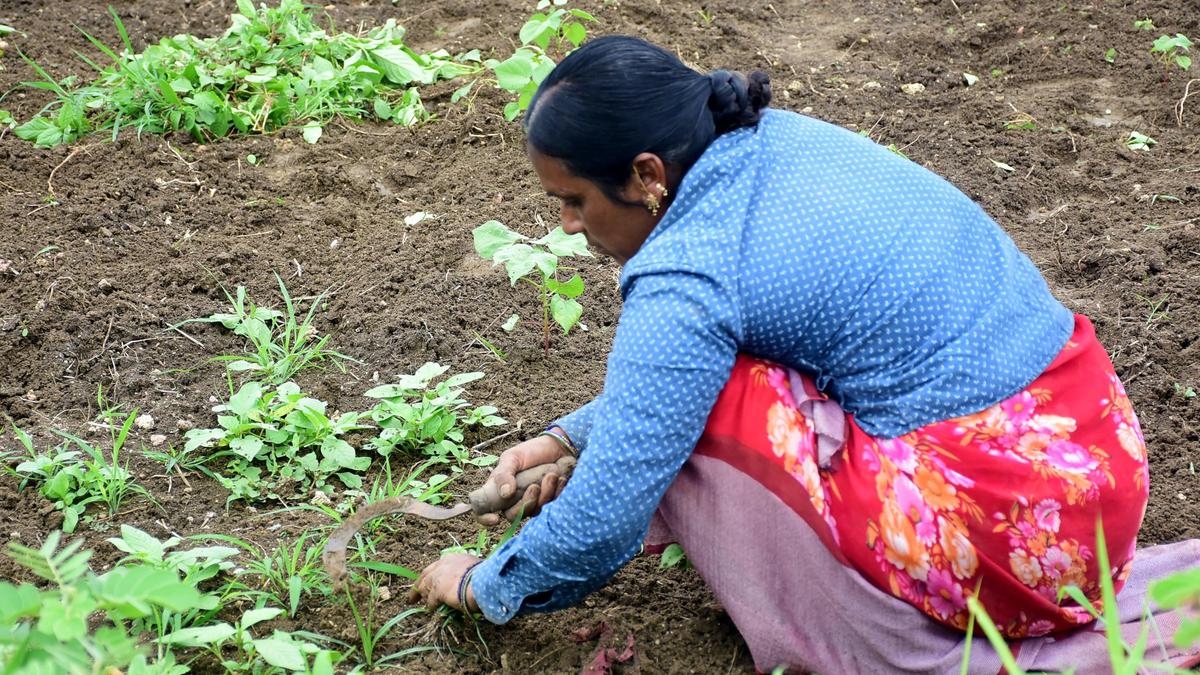 Telangana Declares Drought Emergency: Minister Orders Mandal-Wise Proposals as Crisis Deepens