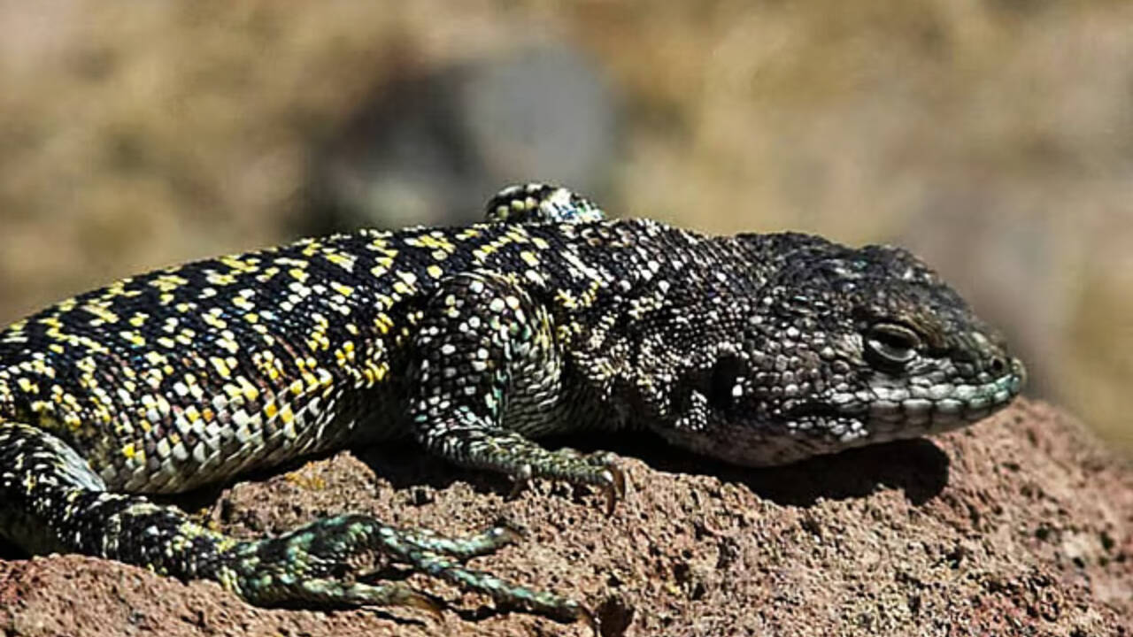 Developing Story: New lizard species found above 15,750 feet in Peru’s harsh Andes landscape