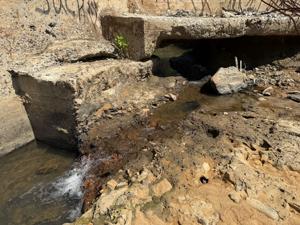 Hurricane Helene Unleashes Native Fish Revival in Swannanoa River