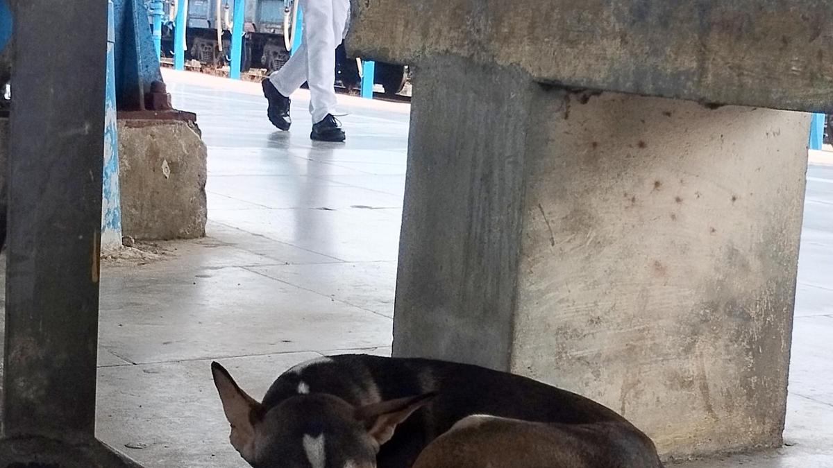 Stray Dogs at Kozhikode Railway Station Leave Passengers Wary