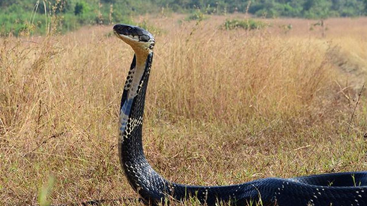 Hyderabad-based Foss Presents Snake Encounter Prediction Model
