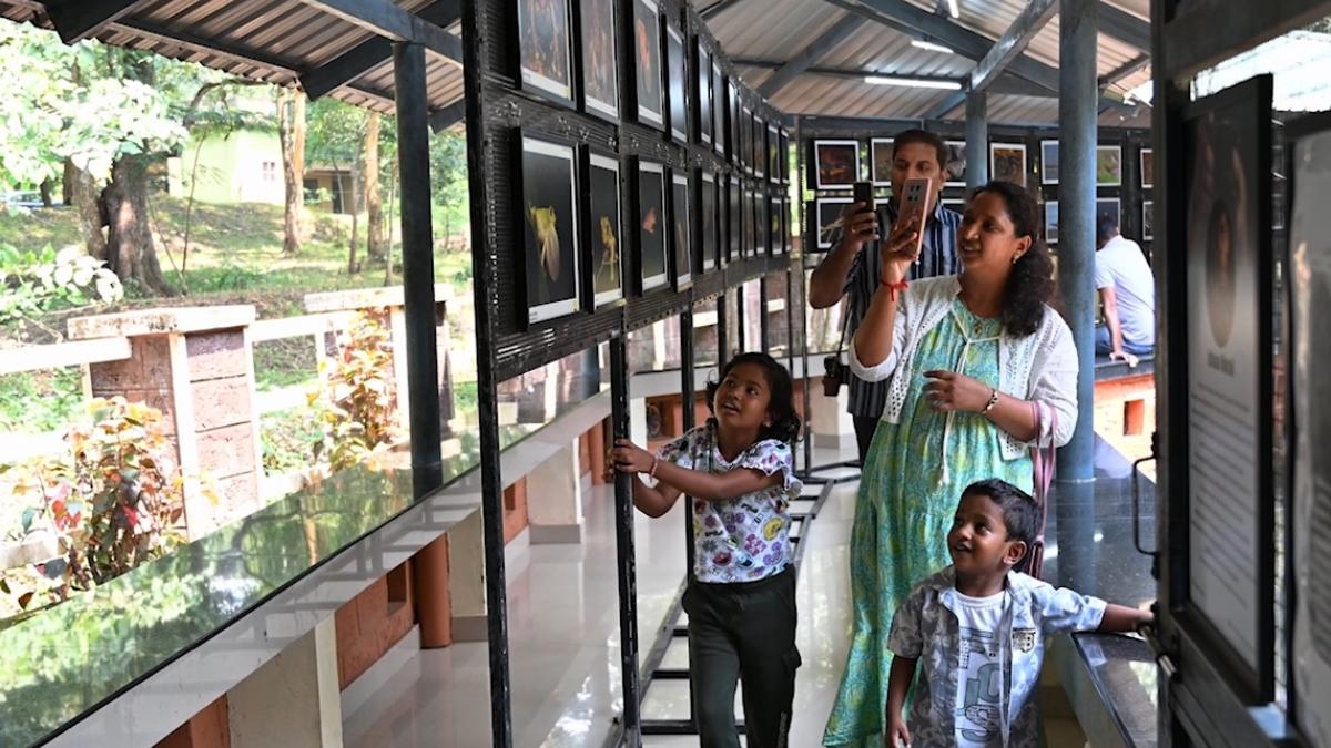 Extinct No More: Kerala's 'Miracle Plant' Haplothismia exannulata Steals Spotlight at Wildlife Week
