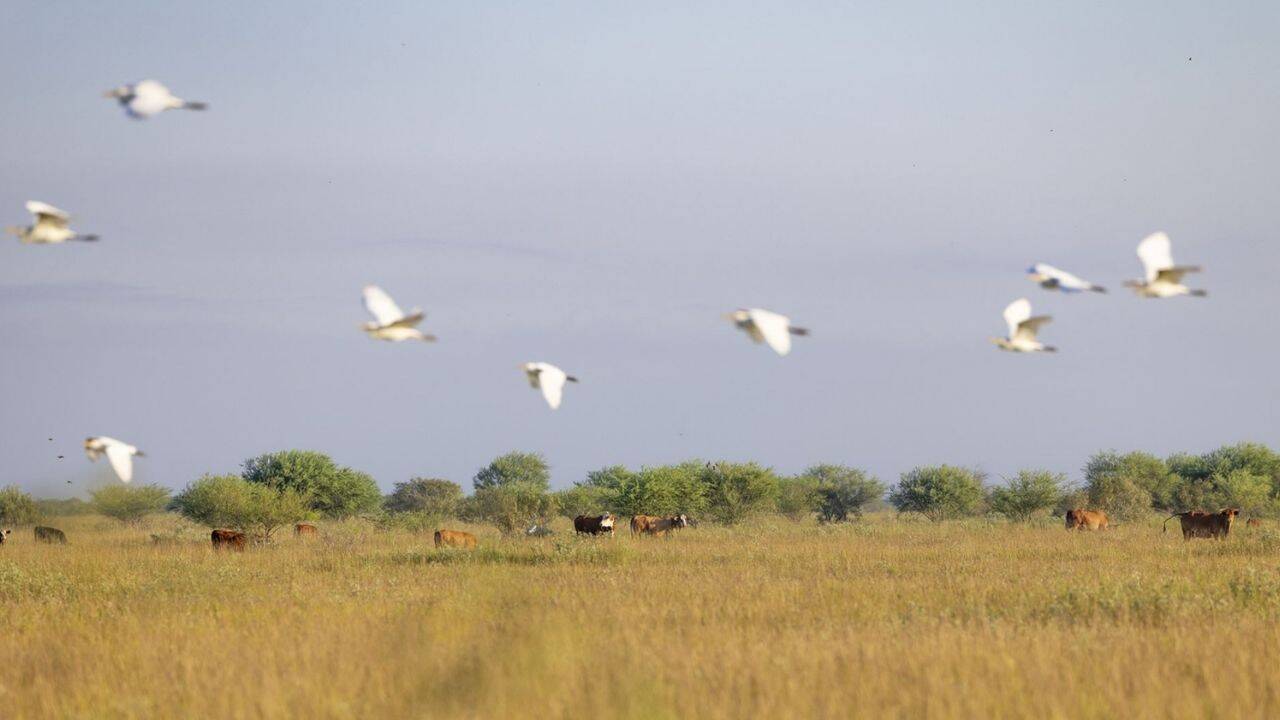 Developing Story: Texas ranching family protects 6,409 acres in $8.863m conservation deal