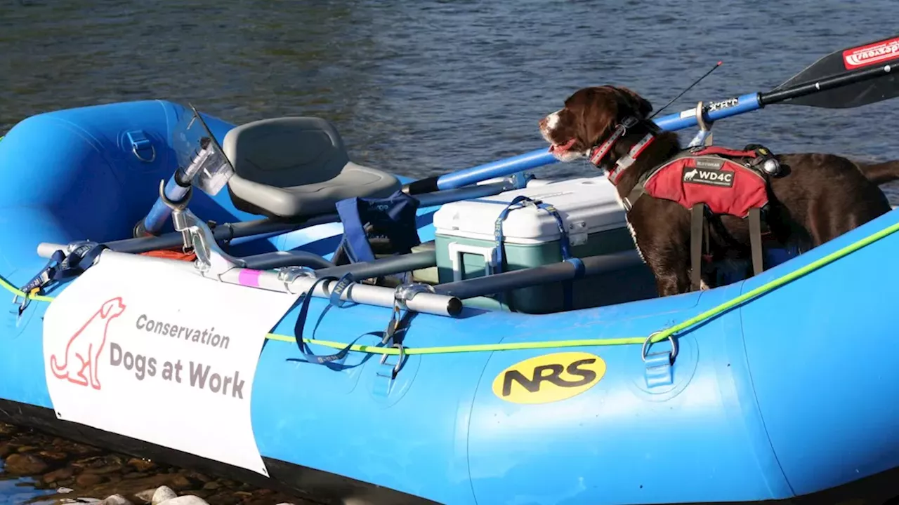 Market Developments: Detective Dogs’ Amazing Noses Can Sniff Out Invasive Species