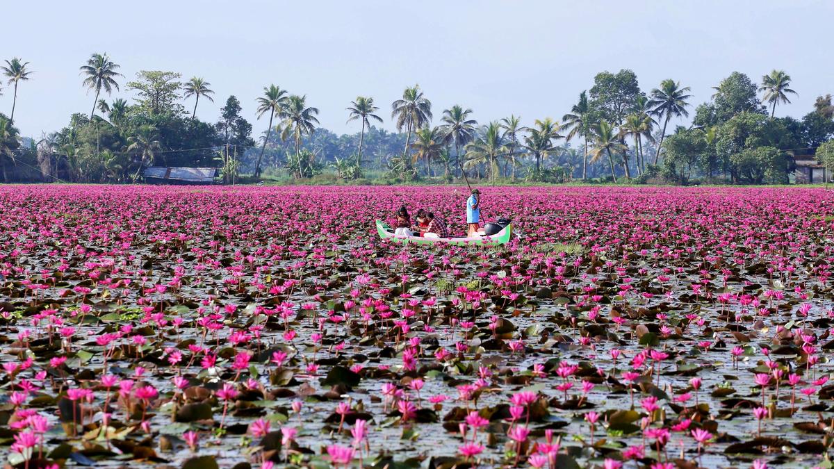 Kerala's Lily Boom Turns Ecological Nightmare: Malarikkal's Pink Invasion Sparks Methane Fears