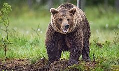Horror As Teen Mauled by Brown Bear in Vicious Attack Amid Shifting Economic Pressures