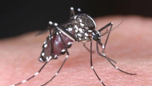 Florida Dengue Outbreak Largest in Continental US in Decades