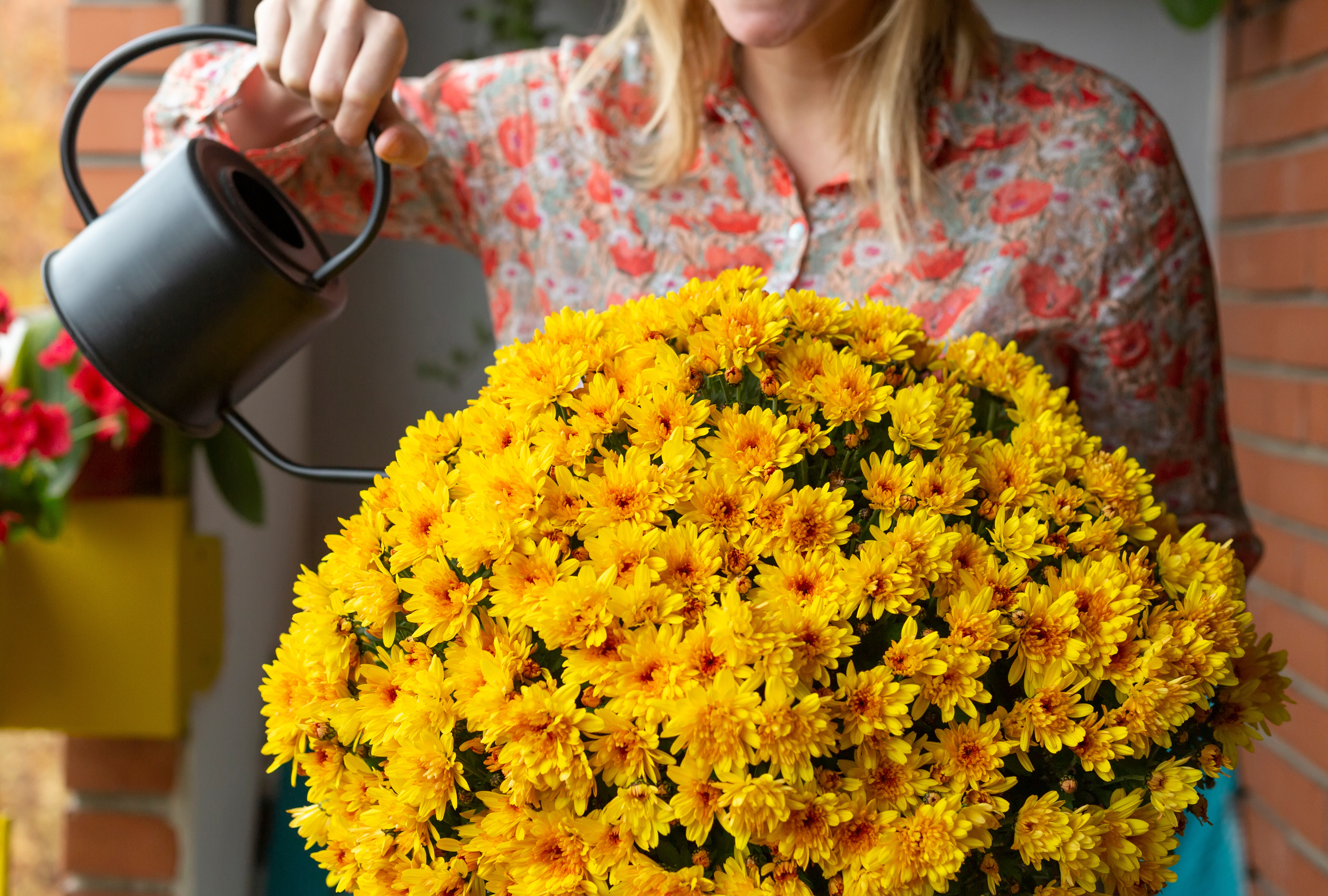 Economic Impact: How to Avoid Overwatering Mums So They Last Longer