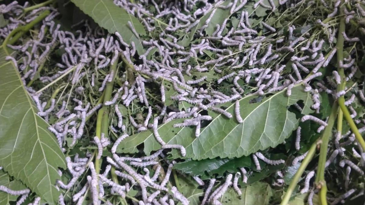 Drought Hits Mulberry Yield in Karnataka by About 50% Following Fast-Moving Developments