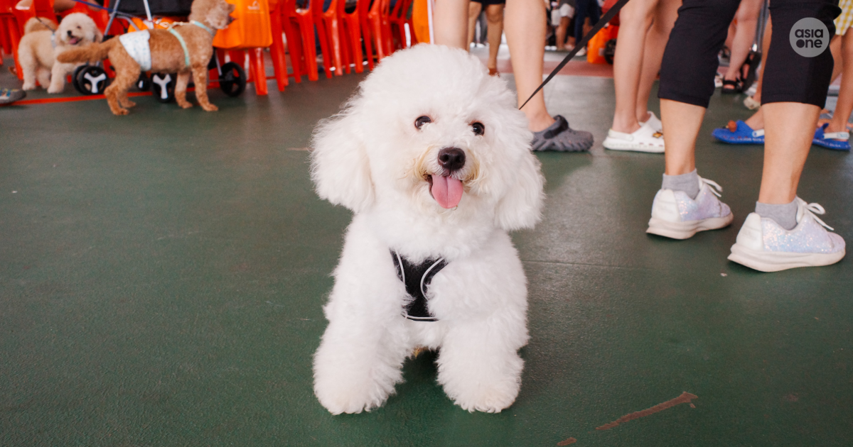 Strategic Tech Expansion: Must maintain constant physical supervision of animals': AVS updates Code of Animal Welfare for pet groomers, releases new code for dog trainers