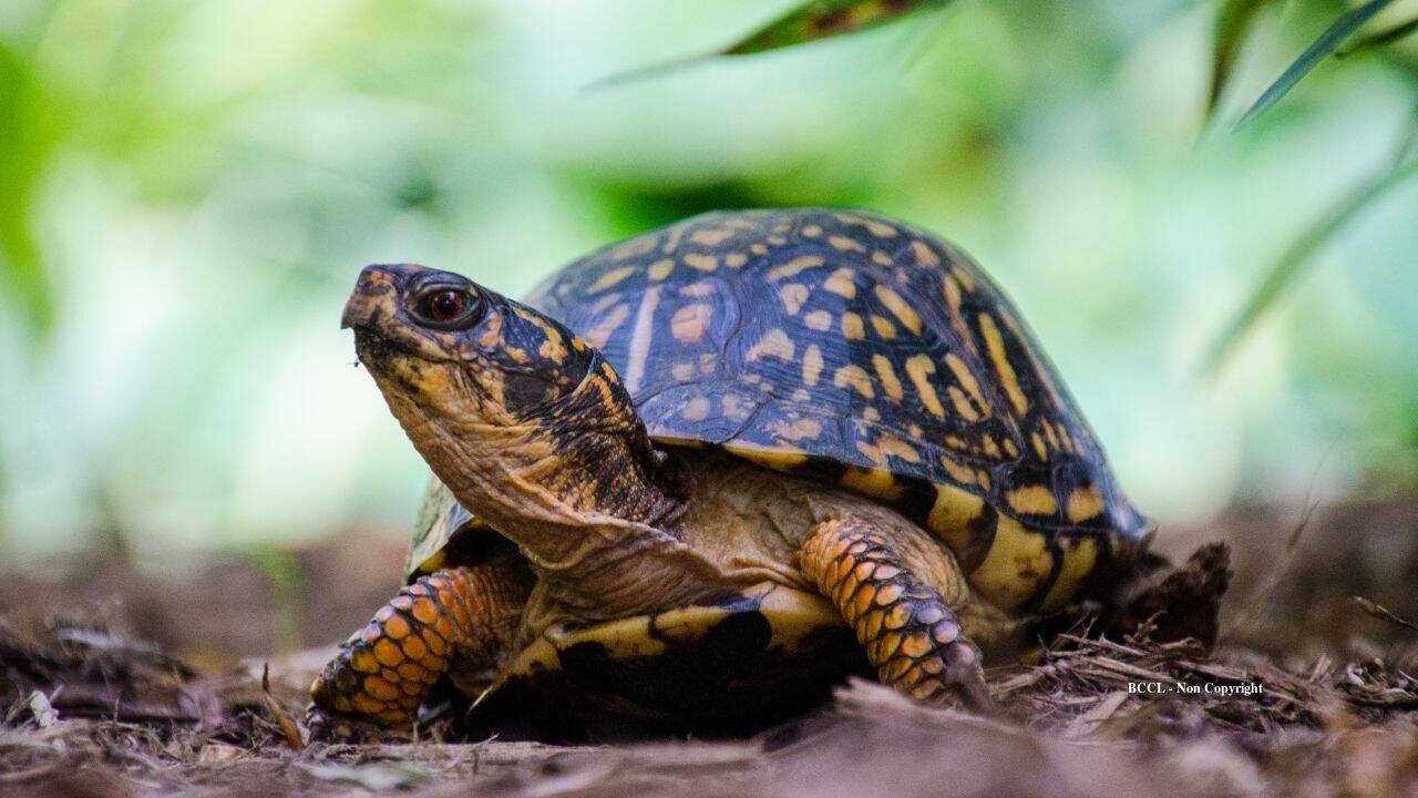 New Jersey Wildlife Centre Cares for 219 Box Turtles Dumped Near River
