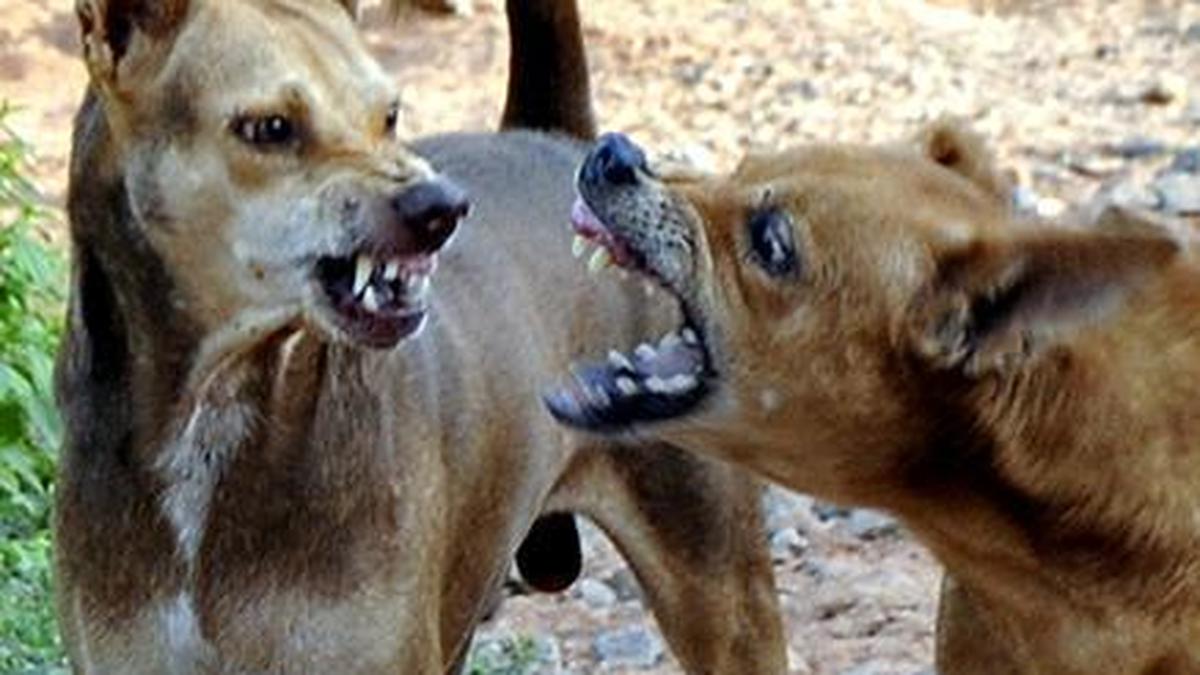 Global Perspective: Health experts flag need for immediate wound care, medication to fight rabies