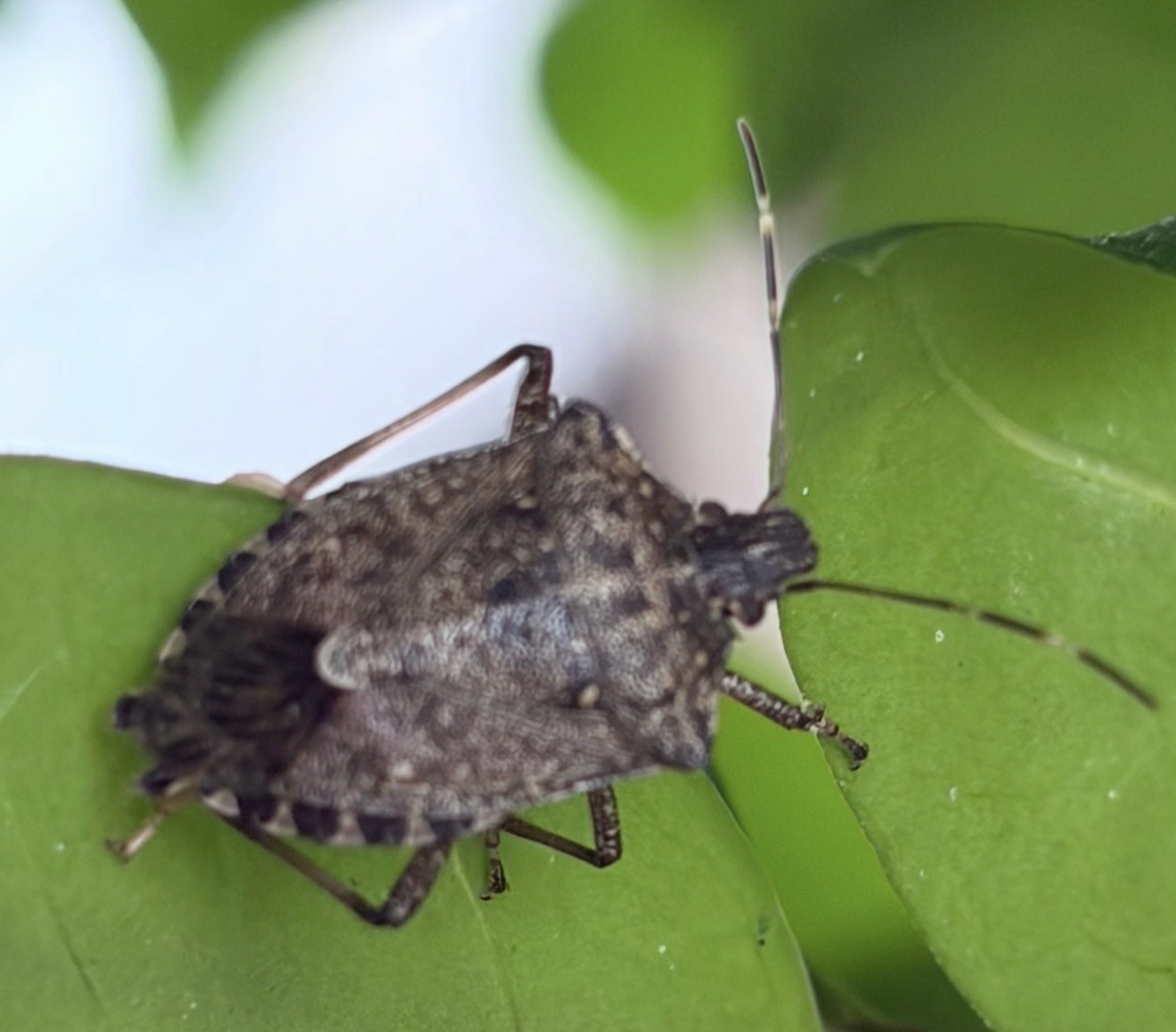 Market Developments: Stink Bugs Have Taken Over, so When will They Leave?