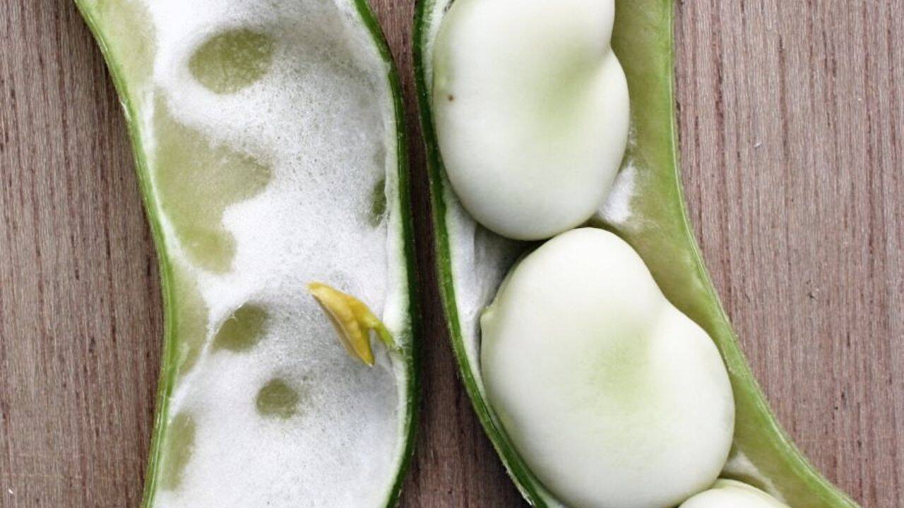 Global Perspective: Somerset family grows same broad bean since 1875; heirloom joins national collection