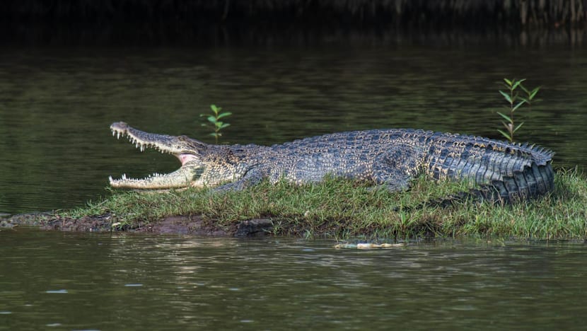 Enterprise Tech Shift: PUB says AI detection tools gave 'inconclusive' results on Pandan Reservoir crocodile image and the Scaling Frontier