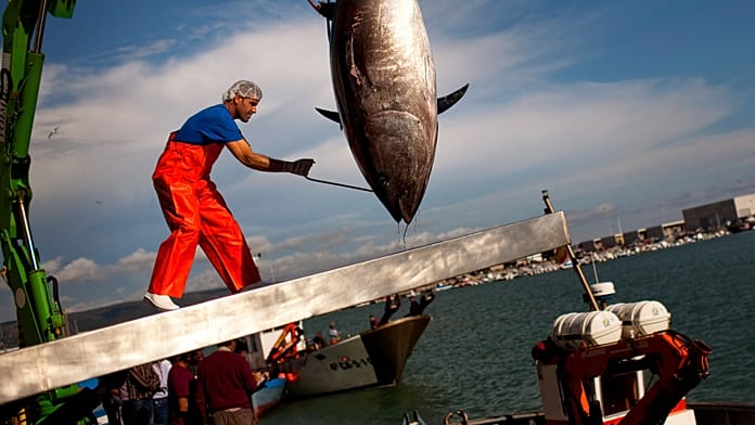 EU Debates Harsh Working Conditions for Fishers: 'i Had No Other Choice