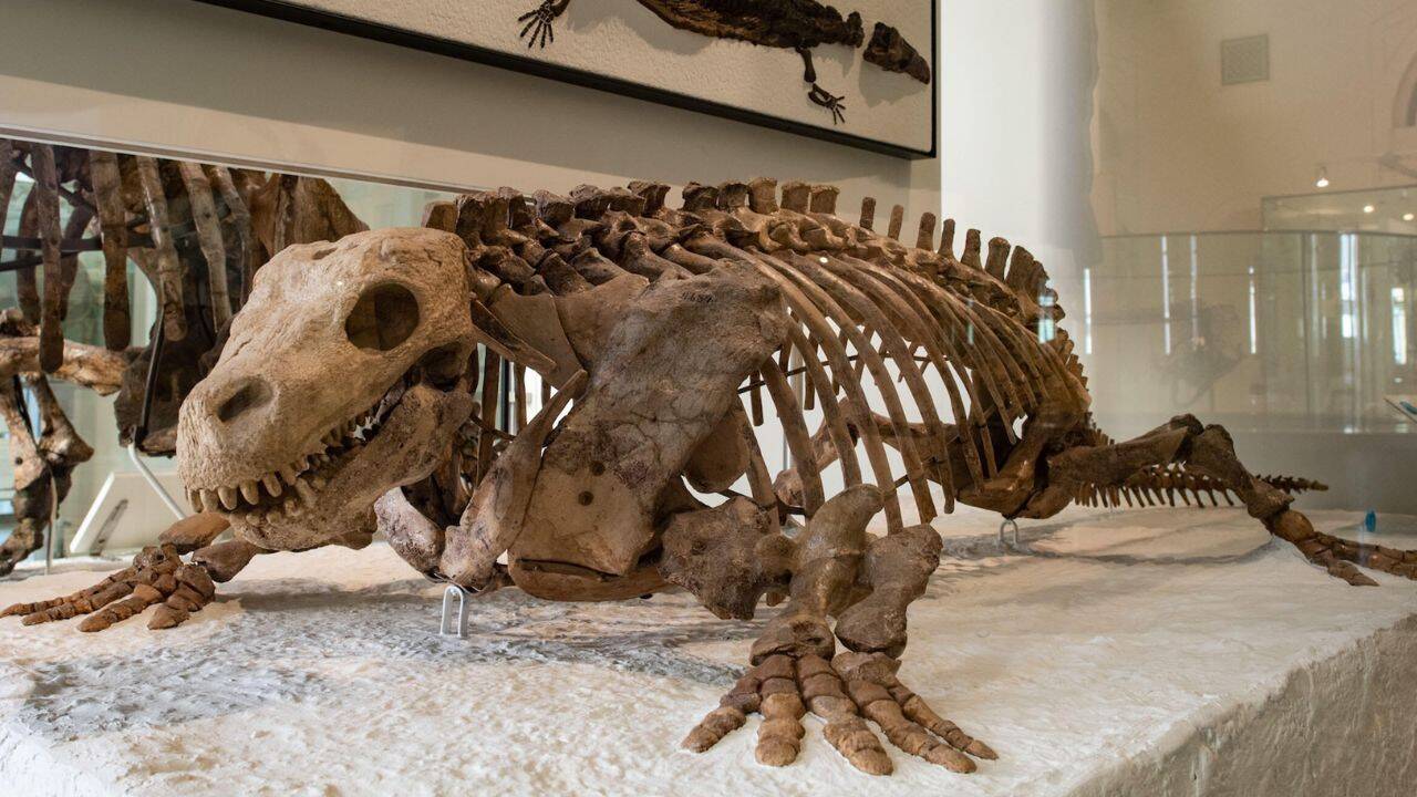 Global Perspective: A fossil called Lizzie was thought to be an early reptile
