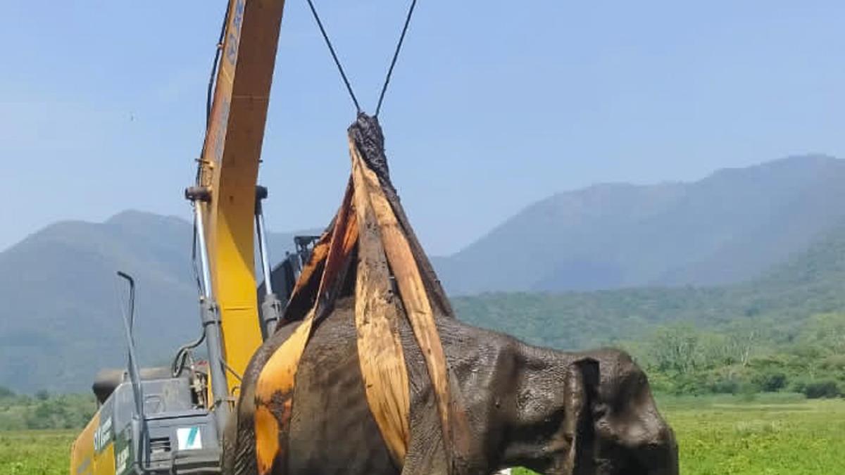 Tragic End: Female Elephant Dies After Being Trapped in Slush at Erode Reservoir